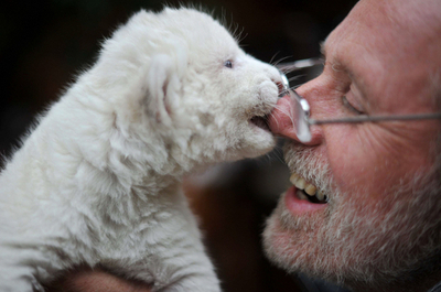ホワイトライオンの双子、元気に育ってます ドイツ
