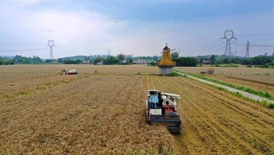 小麦は今年「3つの増加」を達成する見込み 中国