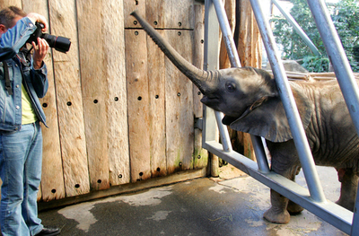 毎年恒例、どうぶつの身体測定 - ドイツ