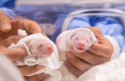 韓国テーマパーク、パンダに沸く…双子誕生