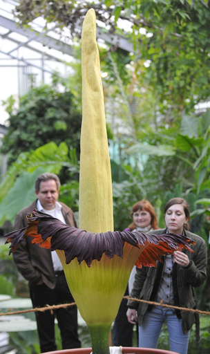 死臭のにおい？ 高さ2メートルの「死体花」 ドイツ