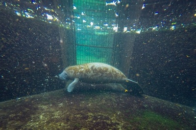 マナティー赤ちゃん治療中 死骸急増の米フロリダ