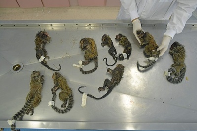 ブラジルで多数のサル殺される、黄熱流行で誤った認識