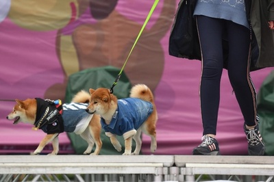 戌（いぬ）年の主役たちがランウェイに　成都でファッションショー開催