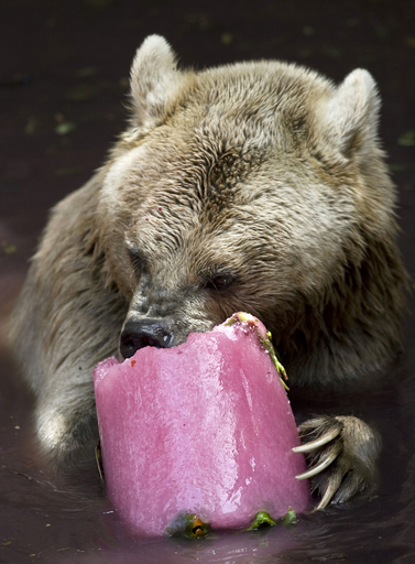 イスラエル、真夏日の動物園で氷をガリガリ