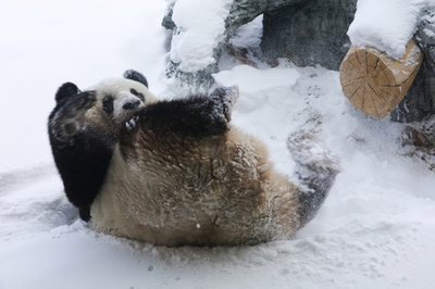 雪の中で大はしゃぎ！　ジャイアントパンダの「思嘉」