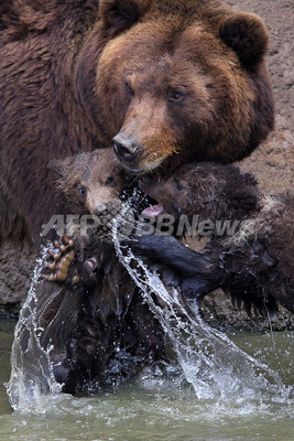 カムチャッカヒグマの双子が公園デビュー チェコ 写真11枚 ファッション ニュースならmode Press Powered By Afpbb News