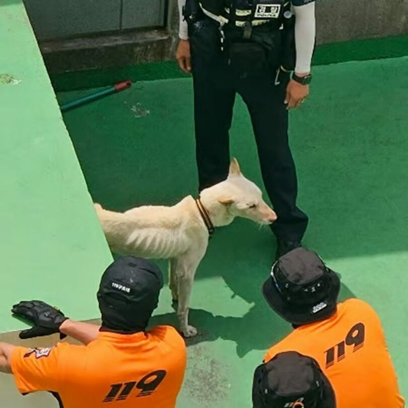 済州動物保護団体提供(c)MONEYTODAY