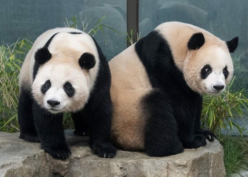 エバーランドの双子のジャイアントパンダ、ルイバオ（右）とフイバオ（左）＝エバーランド提供(c)NEWSIS