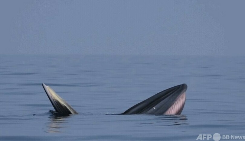 毎年中秋節にクジラが出現 中国広西の潿洲島で「一家だんらん」