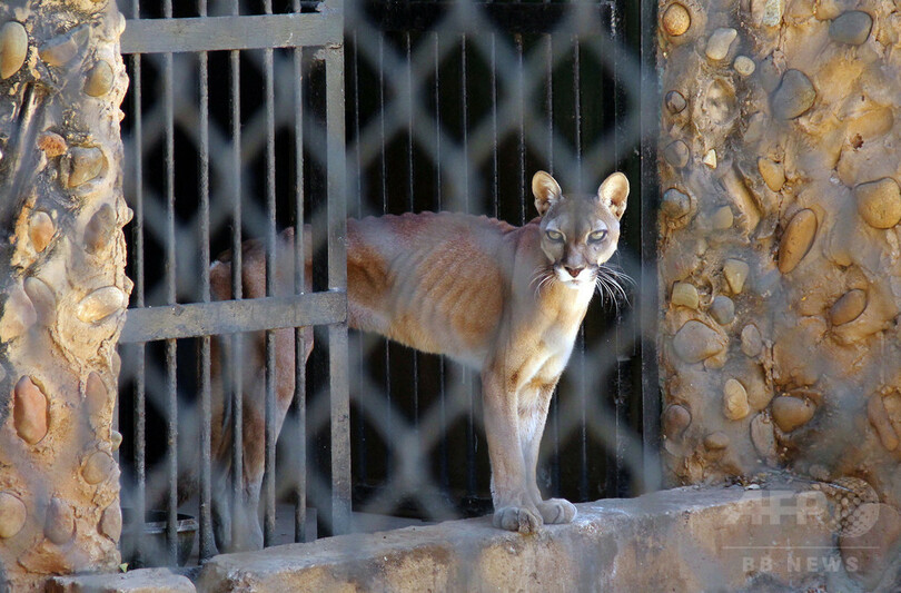 経済危機ベネズエラの動物園 飼育動物を猛獣の餌に 共食いも 写真3枚 国際ニュース Afpbb News