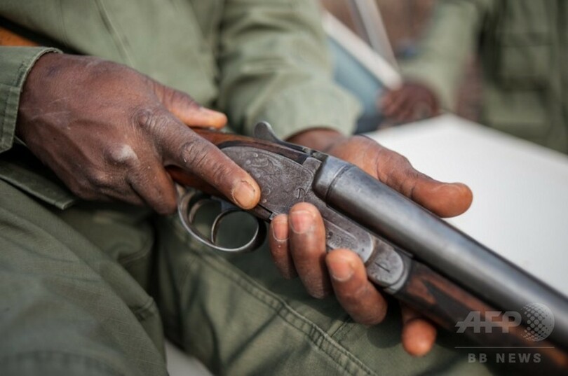 ナイジェリア「最後のライオン」を探して、絶滅の可能性も