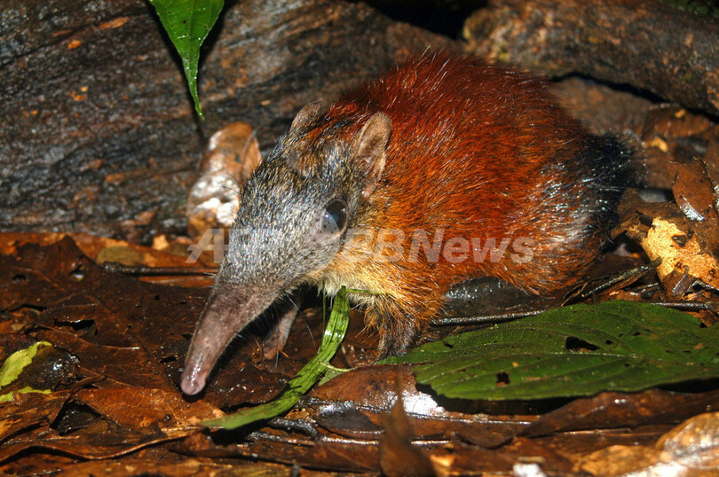 タンザニアの奥地で新種の小型哺乳類を発見 写真5枚 国際ニュース Afpbb News