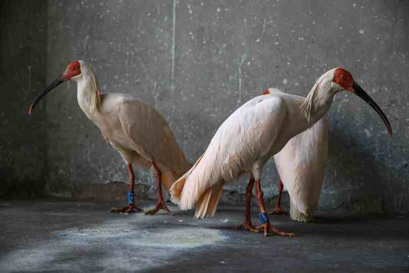 日本から返還のトキ１６羽、北京動物園で新生活