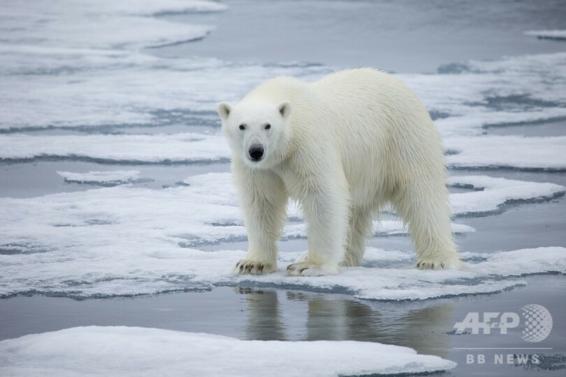 ホッキョクグマ、2100年までにほぼ絶滅 研究者ら予測