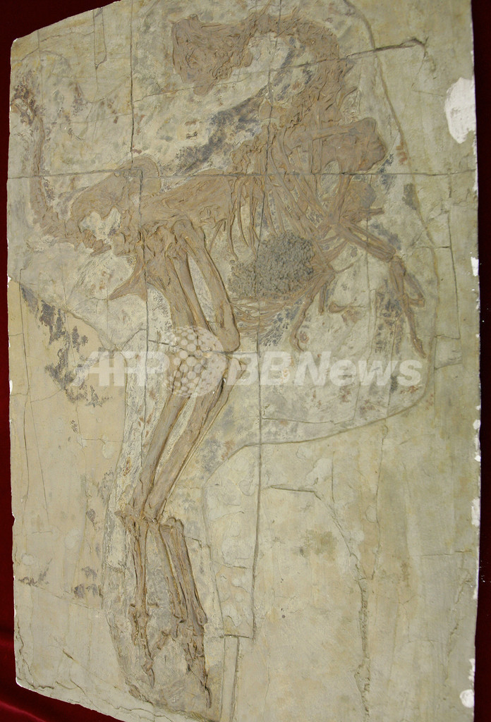 新種の鳥型巨大竜、進化論に変更を迫るか