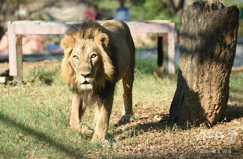 6メートルの壁よじ登り動物園に侵入、ライオンにかみ殺される インド 6メートルの壁よじ登り動物園に侵入、ライオンにかみ殺される インド