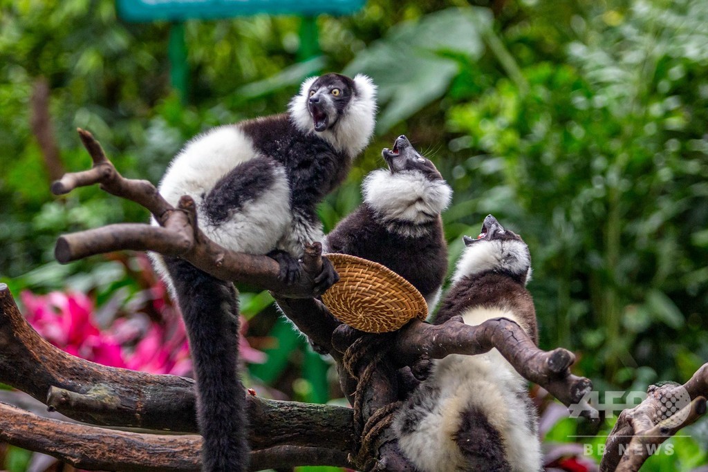 三つ子のエリマキキツネザルを一般公開 広州の動物園 写真3枚 国際ニュース Afpbb News