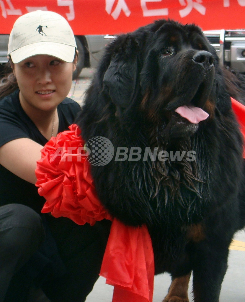 5300万円の犬をベンツ30台でお出迎え 中国の若い富豪女性 写真2枚 国際ニュース Afpbb News