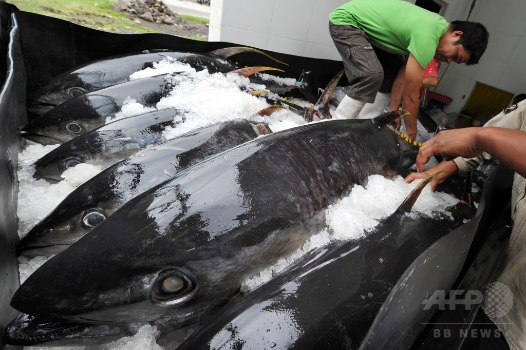 ハワイ沖キハダマグロの水銀含有量、年4%近く増加 ハワイ沖キハダマグロの水銀含有量、年4%近く増加