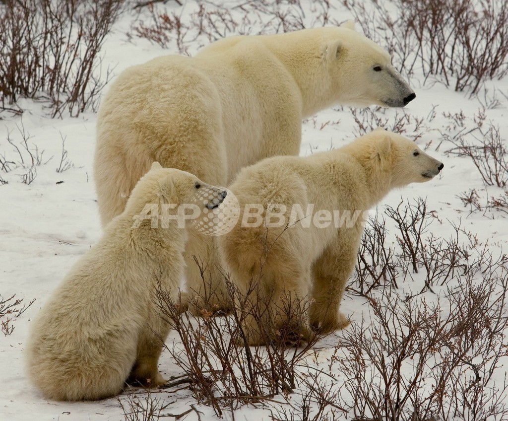 ホッキョクグマの故郷、実はアイルランド 異種交配も10万年前から ホッキョクグマの故郷、実はアイルランド 異種交配も10万年前から