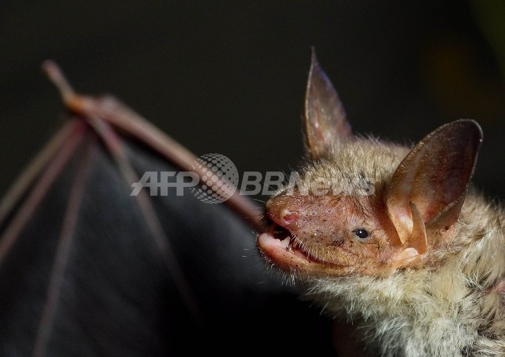 ハエにとってセックスは命取り 音でコウモリの餌食に 独研究 写真2枚 国際ニュース Afpbb News