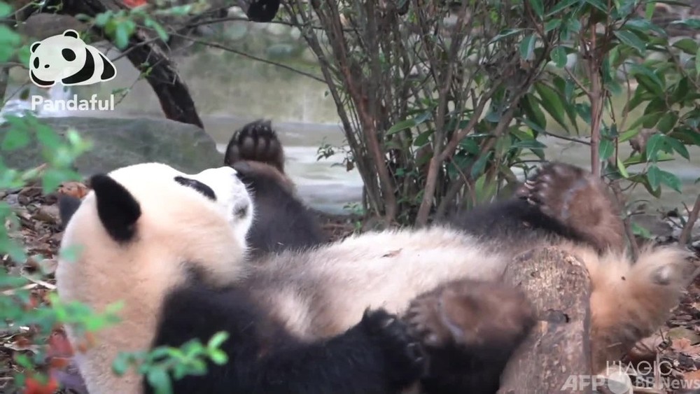 動画 パンダフル 寝転びながら前足をペロペロ 写真1枚 国際ニュース Afpbb News