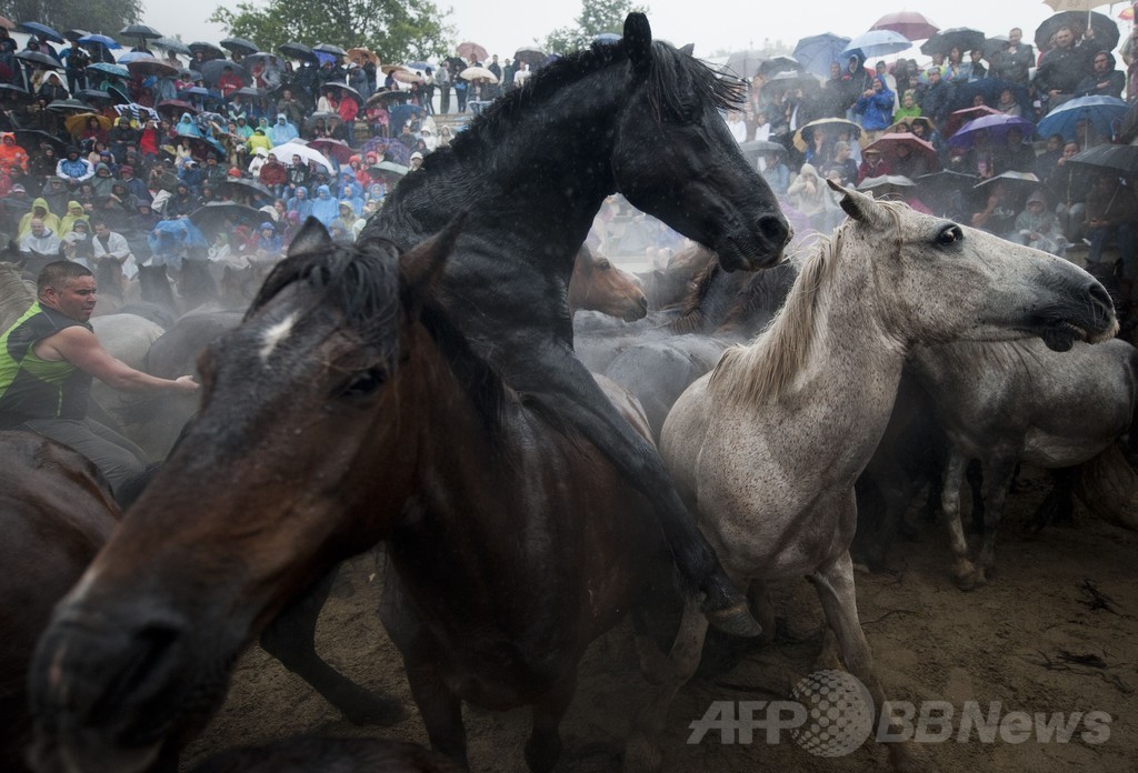野獣の毛刈り」祭り、野生の馬を追い込む男性たち スペイン 写真20枚