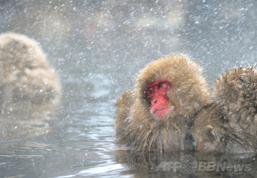 露天風呂を満喫する地獄谷のニホンザルたち