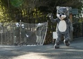 東京・日野市の多摩動物公園で行われた捕獲訓練に登場したユキヒョウ役の職員（2015年2月10日撮影）。(c)AFP/TOSHIFUMI KITAMURA