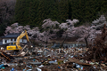 東日本大震災で津波の被害を受け、がれきの山と化した町。そんな中にも、すっくと立つ松の木、咲き誇る桜の花など、生命力を感じさせる風景がある。

写真は、津波に襲われた岩手県釜石市のがれきの中で咲き誇る桜（2011年4月20日撮影）。(c)AFP/YASUYOSHI CHIBA