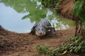 フィリピン・パラワン（Palawan）島のプエルトプリンセサ（Puerto Princesa）にあるパラワン島野生生物保護センター（Palawan Wildlife Rescue and Conservation Centre）で飼育されている海水ワニ（2014年6月5日撮影）。(c)AFP/TED ALJIBE