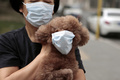 マスクをつけられた北京の犬（2017年5月4日撮影）。(c)CNS/李慧思