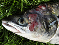 サケジラミに感染したノルウェー産サケ（撮影日不明、2009年12月20日入手）。(c)AFP/SEAFOOD/John Øystein Berg
