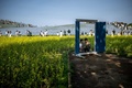 茨城県ひたちなか市の国営ひたち海浜公園で、ネモフィラの咲く丘を背景に菜の花畑で写真を撮る人々（2025年5月3日撮影）。(c)Philip FONG / AFP