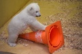 ドイツ・ブレーマーハーフェンの動物園で、カラーコーンで遊ぶホッキョクグマの赤ちゃん（2016年3月9日撮影）。(c)AFP/Carmen Jaspersen
