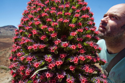 真夏のクリスマスツリー？カナリア諸島に咲く赤い花