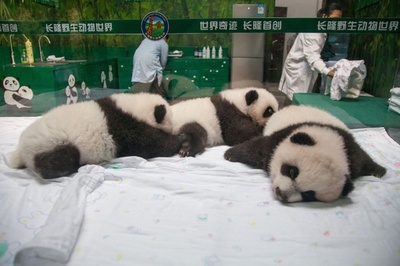 野良パンダ にかまれた男性に賠償金1000万円 中国 写真1枚 国際ニュース Afpbb News