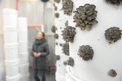 キノコで都市の循環経済を活性化、カナダ・モントリオール