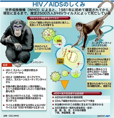 HIVとエイズのしくみ