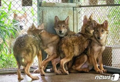 韓国・オオカミ脱走で浮上した「深刻な動物園の飼育員不足」…他の動物園でも事故懸念