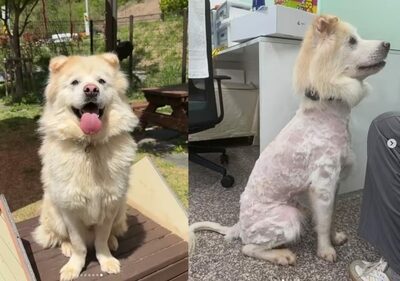 「一緒に飼えない」とわずか7時間で保護犬を返還…韓国・無残に毛を刈られた姿に怒りと悲しみ広がる