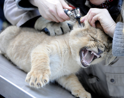 ライオンの赤ちゃん、一気に9匹増えました 独ホーデンハーゲン