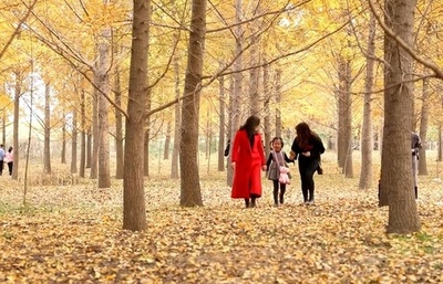 秋景色を「延長」、落ち葉の清掃を遅らせる 中国
