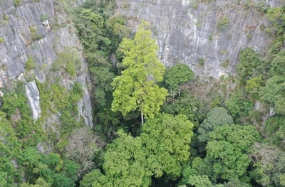 中国南部のカルスト地域で72.4mの最も高い木を発見