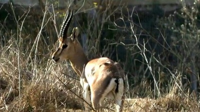 字幕:絶滅の危機にあるガゼル、エルサレムの公園で個体数回復