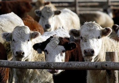 名前をつけてもらっている牛は乳の出が良い、英大学研究