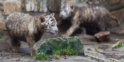 いつも一緒だよ、ホワイトタイガーの子どもたち 独
