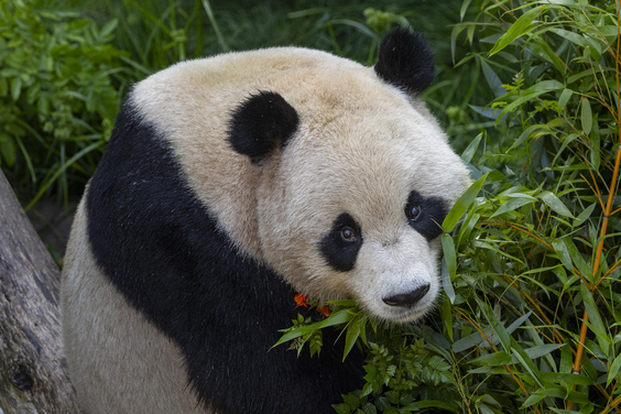 パンダ２頭が米サンディエゴ動物園で新生活、適応状況は良好