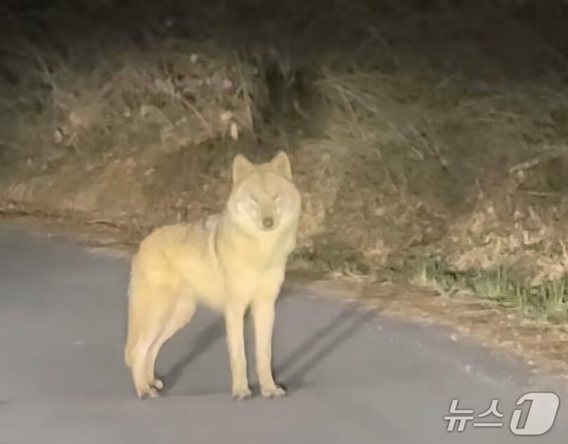 「オオカミを見た」と通報した市民がSNSで公開した映像のキャプチャ＝Instagram(c)news1